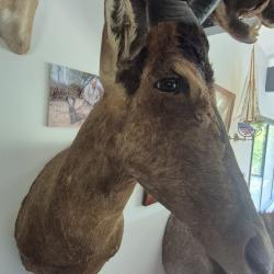 Troph&eacute;e de Bubale (Hartebeest) naturalis&eacute;