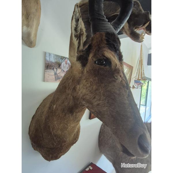 Troph�e de Bubale (Hartebeest) naturalis�