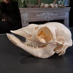 Cr&acirc;ne de lama juv&eacute;nile ; Lama glama #1004