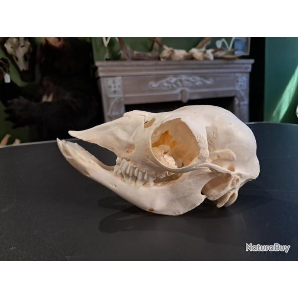 Cr�ne de lama juv�nile ; Lama glama #1004