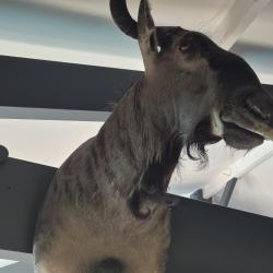 Troph&eacute;e de deux Gnous Bleus naturalis&eacute;s