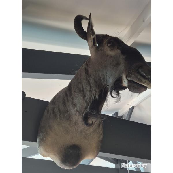 Troph�e de deux Gnous Bleus naturalis�s