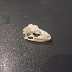 Cr&acirc;ne de Gecko l&eacute;opard ; Eublepharis macularius #0603