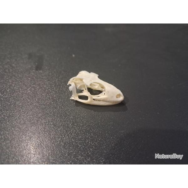 Cr�ne de Gecko l�opard ; Eublepharis macularius #0603