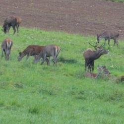 action de chasse grand gibier departement 58