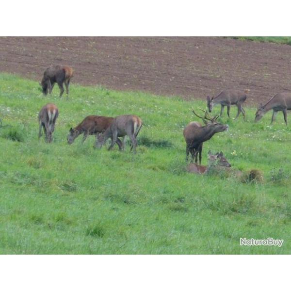 action de chasse grand gibier departement 58