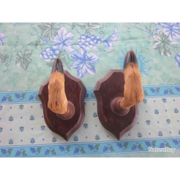 PORTE 1 FUSILS+ PATTES CHEVREUIL