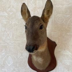 T&ecirc;te de Chevreuil naturalis&eacute;e