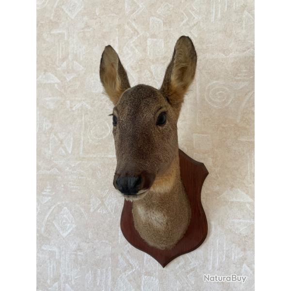 T�te de Chevreuil naturalis�e