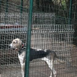 M&acirc;le crois&eacute; griffon bleu