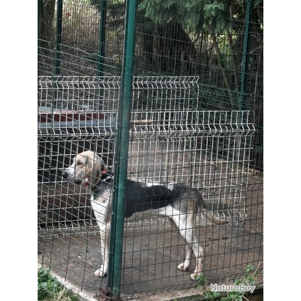 M�le crois� griffon bleu