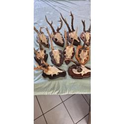 Ensemble de 10 troph&eacute;es de chevreuils tr&egrave;s atypiques