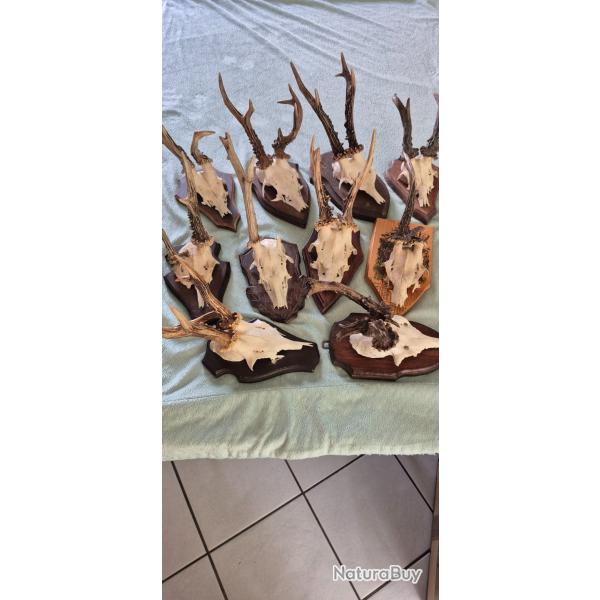 Ensemble de 10 troph�es de chevreuils tr�s atypiques
