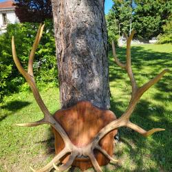 Grand trophe de maral.