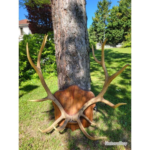Grand trophe de maral.