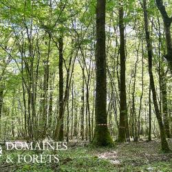 Ensemble Forestier dans les Deux-S&egrave;vres (79) d'environ 6 hectares DF-646-A