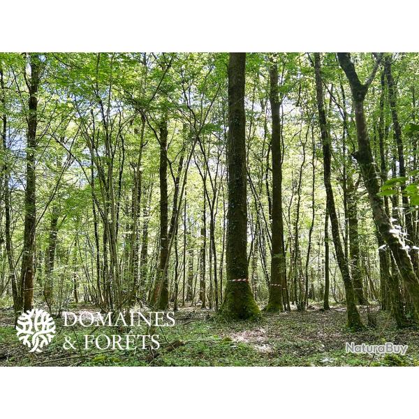 Ensemble Forestier dans les Deux-S�vres (79) d'environ 6 hectares DF-646-A