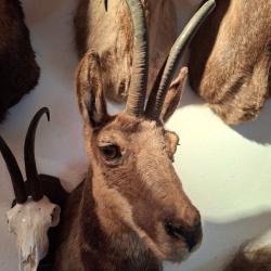 VEIL ET INTERESSANT ISARD