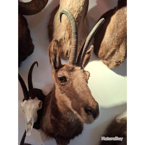 VEIL ET INTERESSANT ISARD