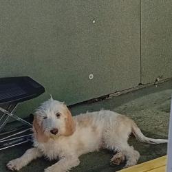 chiot briquet griffon vendeen