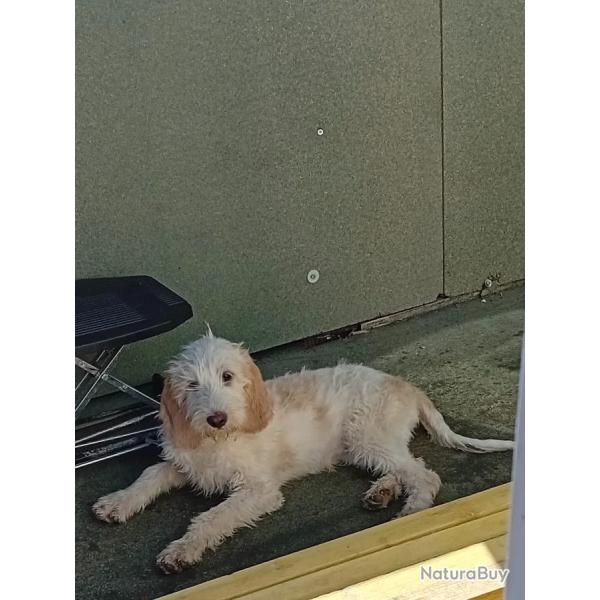 chiot briquet griffon vendeen