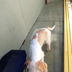 male briquet griffon vendeen