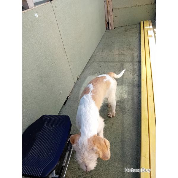 male briquet griffon vendeen