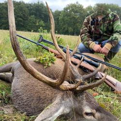 CHASSE DU CERF EN DORDOGNE