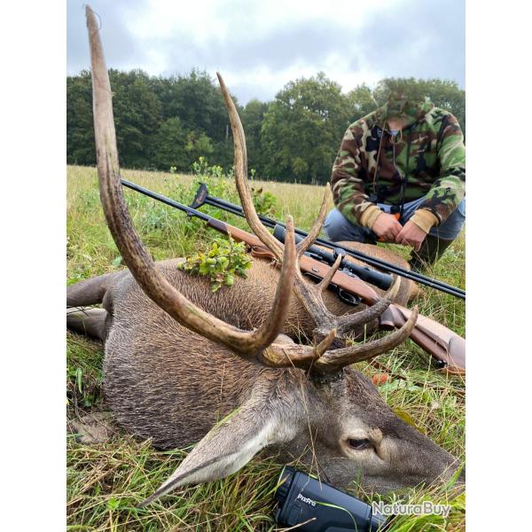 CHASSE DU CERF EN DORDOGNE