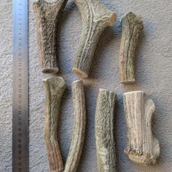 Lot bois de cerf pour chien