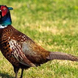 Recherche des actionnaires petit et gros gibier