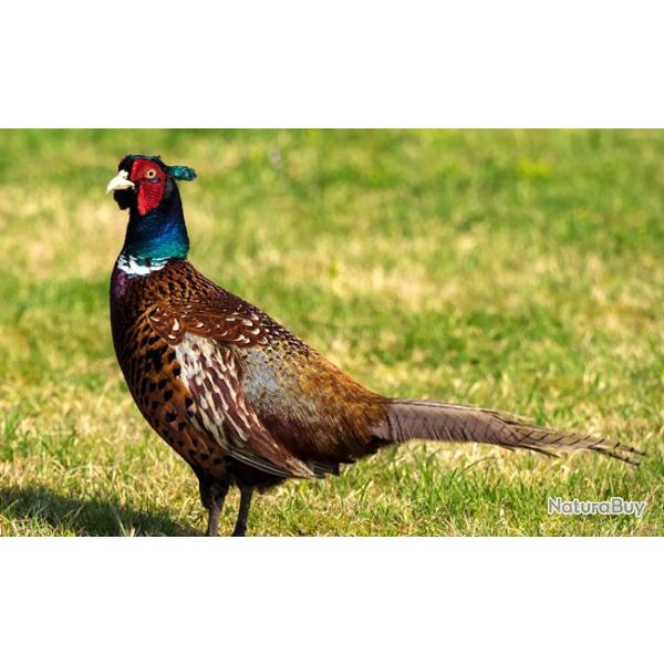 Recherche des actionnaires petit et gros gibier