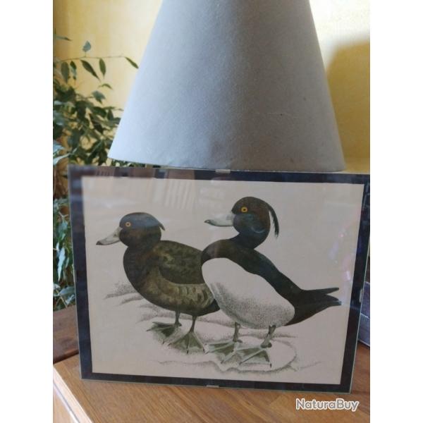 Reprographie canards G. Bressler 21x27cm