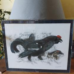 Reprographie G&eacute;rald Bressler grand tetras 27x21cm