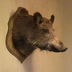 Troph&eacute;e de sanglier empaill&eacute;