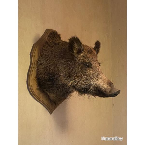 Troph�e de sanglier empaill�