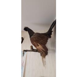 Coq de bruyere /  Grand T&eacute;tras  des Vosges 1967