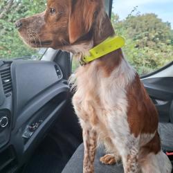 Epagneul breton dress&eacute; pour la chasse