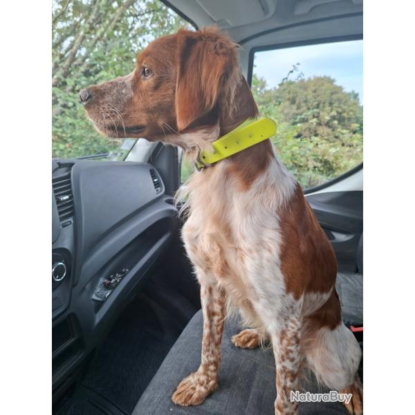 Epagneul breton dress� pour la chasse