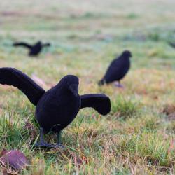 Corbeau factice floqu&eacute; avec ailes