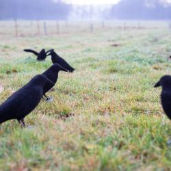 Corbeau leurre floqu&eacute; &agrave; corps entier