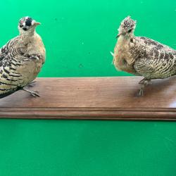 Animaux France et petit gibier