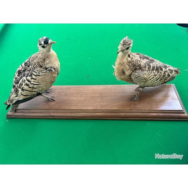 Animaux France et petit gibier