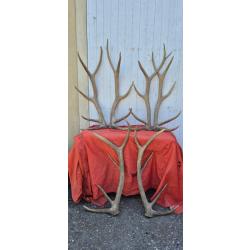 3 paires de mues exceptionnelles de Cervid&eacute;s