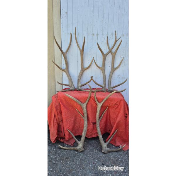 3 paires de mues exceptionnelles de Cervid�s