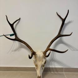 Troph&eacute;e de cerf