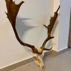 Troph&eacute;e de daim