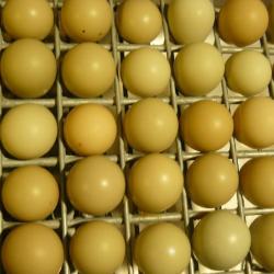 Lot 10 Oeufs de perdrix grises