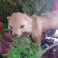 Martre empaill&eacute;/ naturalis&eacute;/taxidermie