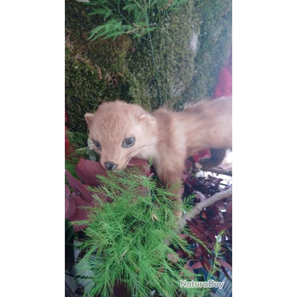 Martre empaill�/ naturalis�/taxidermie